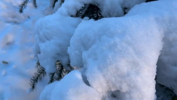 Karla Kaplı Bir Ladin Dalı Kışın Çekim — Stok video
