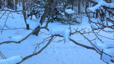 Karla kaplı ağaçlar. Kışın çekim..