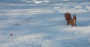 Kızıl bir sincap kardan fındık alıyor..