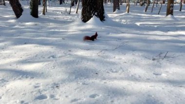 Kızıl bir sincap kardan fındık alıyor..