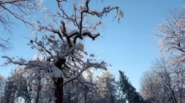 Mavi gökyüzüne karşı karla kaplı ağaçlar. Kışın çekim..