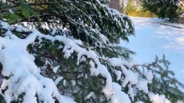 Ladin dalından düşen kar. Yavaş çekim.