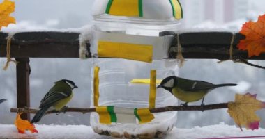 Tits eat pumpkin and sunflower seeds from a handmade feeder make from a plastic bottle on the balcony in winter.