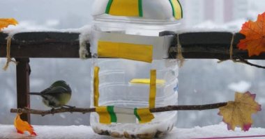Tits eat pumpkin and sunflower seeds from a handmade feeder make from a plastic bottle on the balcony in winter. Slow motion.