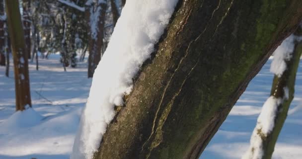 雪で覆われている木 冬のシューティング — ストック動画