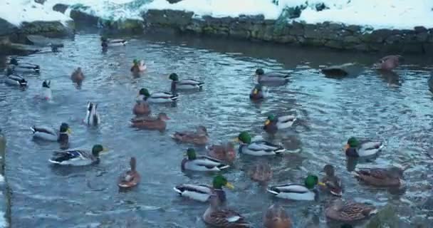 Kacsák Úsznak Vízben Parkban — Stock videók