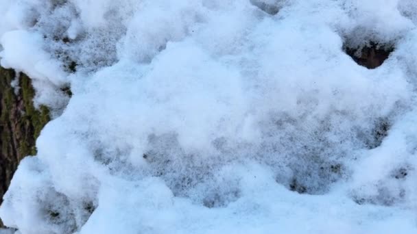 Árboles Cubiertos Nieve Disparos Invierno — Vídeo de stock
