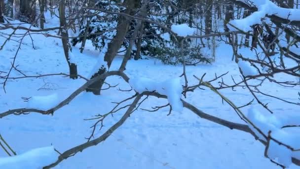 Деревья Покрыты Снегом Стрельба Зимой — стоковое видео