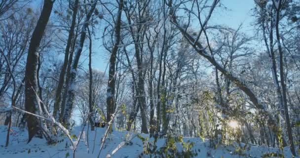 Stromy Pokryté Sněhem Natáčení Zimě — Stock video