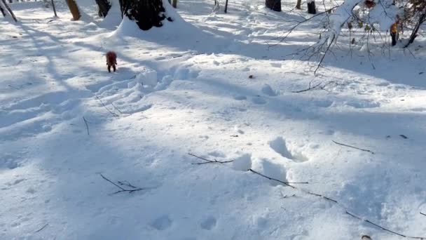 Kızıl Bir Sincap Kardan Fındık Alıyor — Stok video