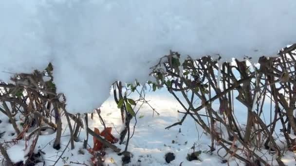 雪で覆われた茂みの枝 冬のシューティング — ストック動画