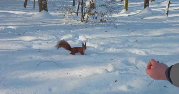 Ένας Κόκκινος Σκίουρος Παίρνει Ένα Καρύδι Από Χιόνι — Αρχείο Βίντεο