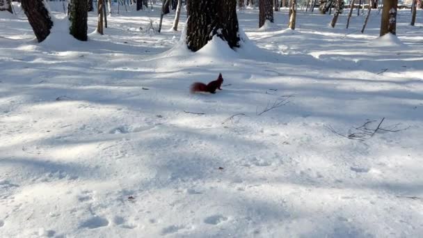 Kızıl Bir Sincap Kardan Fındık Alıyor — Stok video