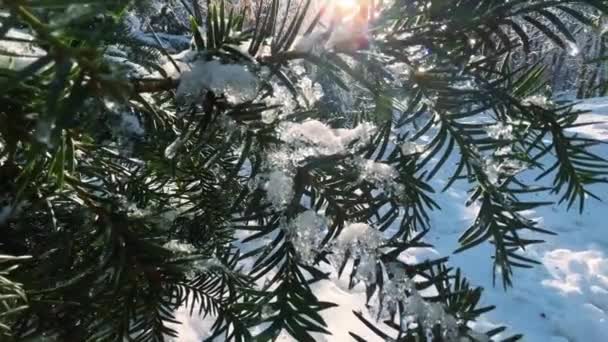 Χιονισμένα Κλαδιά Ερυθρελάτης Ένα Χειμερινό Πάρκο Φόντο Δέντρα Και Τον — Αρχείο Βίντεο