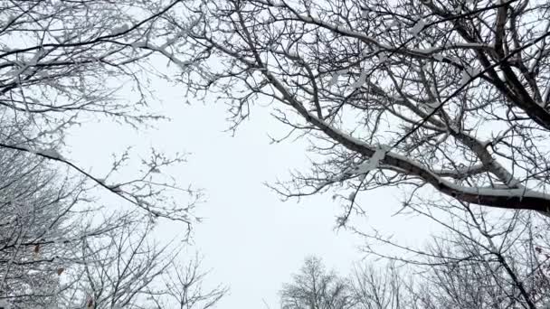 Met Sneeuw Bedekte Bomen Tegen Een Hemel Schieten Winter — Stockvideo
