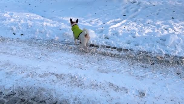 Dog Walks Snowy Path Winter Park — Stock Video