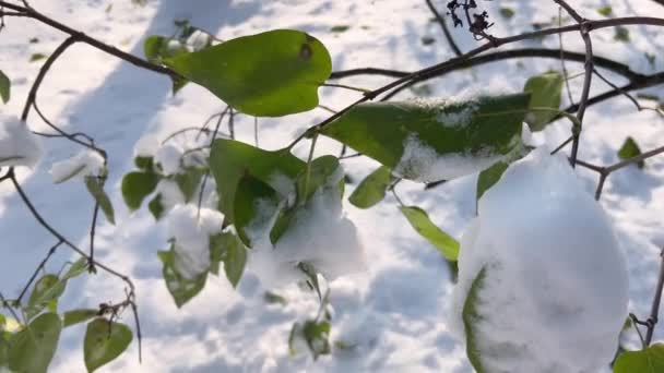Folhas Verdes Ramos Árvore São Cobertas Neve — Vídeo de Stock