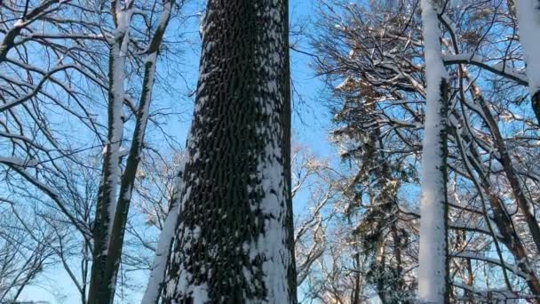Pohon Tertutup Salju Melawan Langit Shooting Winter — Stok Video