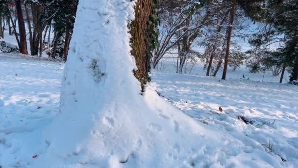 Árboles Cubiertos Nieve Disparos Invierno — Vídeo de stock