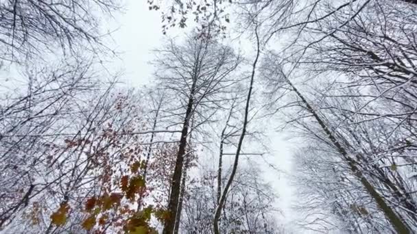 雪に覆われた木々が空に向かって 冬のシューティング — ストック動画