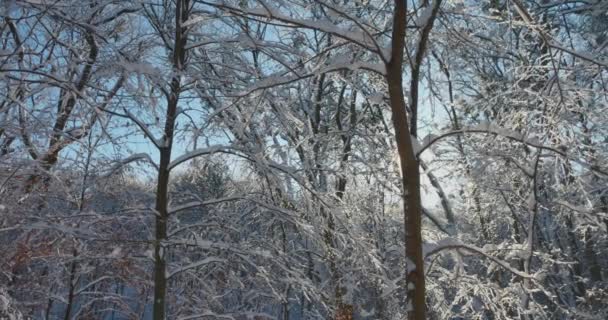 Drzewa Pokryte Śniegiem Strzelanie Zimą — Wideo stockowe