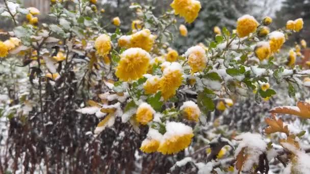白雪覆盖的灌木和菊花 冬季枪战 — 图库视频影像