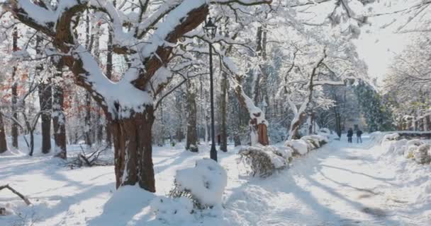 Alley Taman Musim Dingin Cabang Pohon Ditutupi Dengan Salju — Stok Video