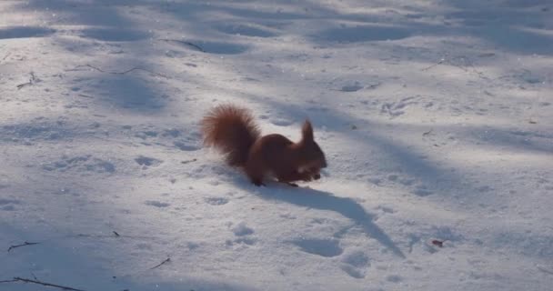 Esquilo Vermelho Tira Uma Porca Neve — Vídeo de Stock