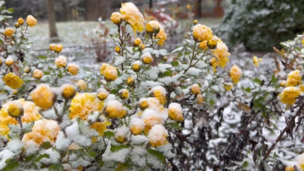 Pokryte Śniegiem Krzaki Kwiaty Chryzantemy Strzelanie Zimą — Wideo stockowe