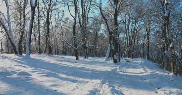 Karla Kaplı Ağaçlar Kışın Çekim — Stok video