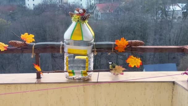 Tits Eat Pumpkin Sunflower Seeds Handmade Feeder Make Plastic Bottle — ストック動画