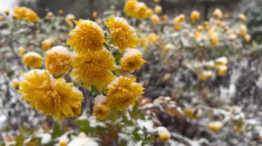 Karla kaplı çalılar ve kasımpatı çiçekleri. Kışın çekim..