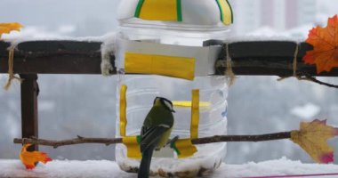 Tits eat pumpkin and sunflower seeds from a handmade feeder make from a plastic bottle on the balcony in winter. Slow motion.