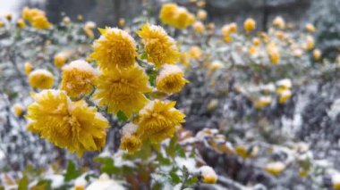 Karla kaplı çalılar ve kasımpatı çiçekleri. Kışın çekim..