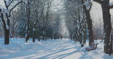 Kış parkındaki sokak. Karla kaplı ağaç dalları.