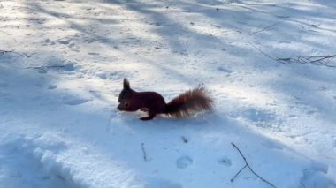 Kızıl bir sincap kardan fındık alıyor..