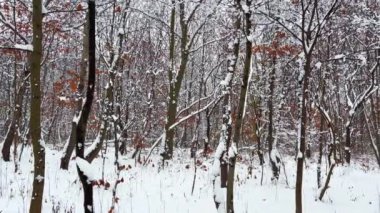 Karla kaplı ağaçlar. Kışın çekim..