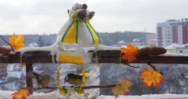 Tits eat pumpkin and sunflower seeds from a handmade feeder make from a plastic bottle on the balcony in winter.