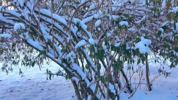 Karla Kaplı Çalıların Dalları Kışın Çekim — Stok video