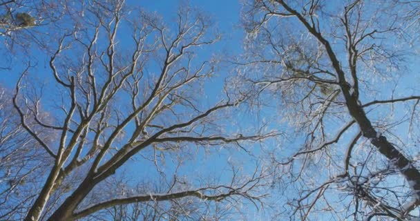 Zasněžené Stromy Proti Obloze Natáčení Zimě — Stock video