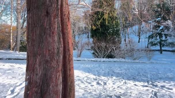 Pokryte Śniegiem Drzewa Błękitne Niebo Strzelanie Zimą — Wideo stockowe