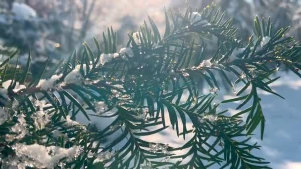 背中の太陽の光線に雪に覆われたスプルースの枝 — ストック動画