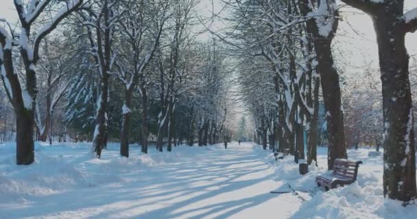 Gasse Winterpark Mit Schnee Bedeckte Äste — Stockvideo