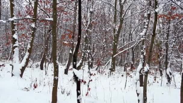 Stromy Pokryté Sněhem Natáčení Zimě — Stock video