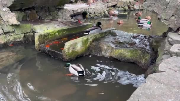 鸭子在公园的水里游泳 — 图库视频影像