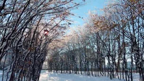 Linterna Vintage Contra Cielo Entre Ramas Árboles Cubiertas Nieve — Vídeos de Stock