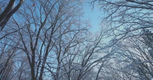 雪に覆われた木々が空に向かって 冬のシューティング — ストック動画