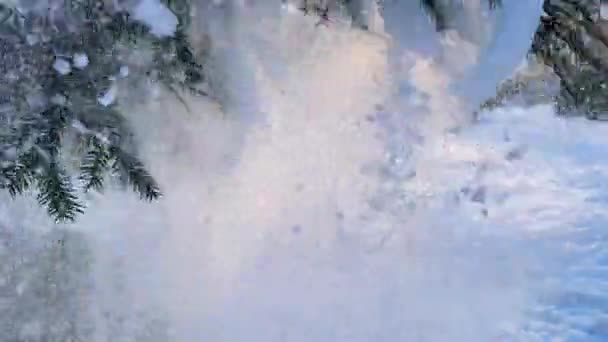 スプルースの枝から落ちる雪 スローモーション — ストック動画