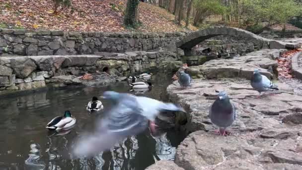 Enten Schwimmen Wasser Des Parks — Stockvideo