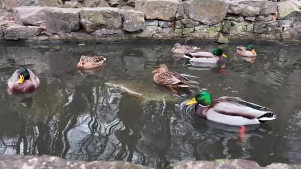 鸭子在公园的水里游泳 — 图库视频影像